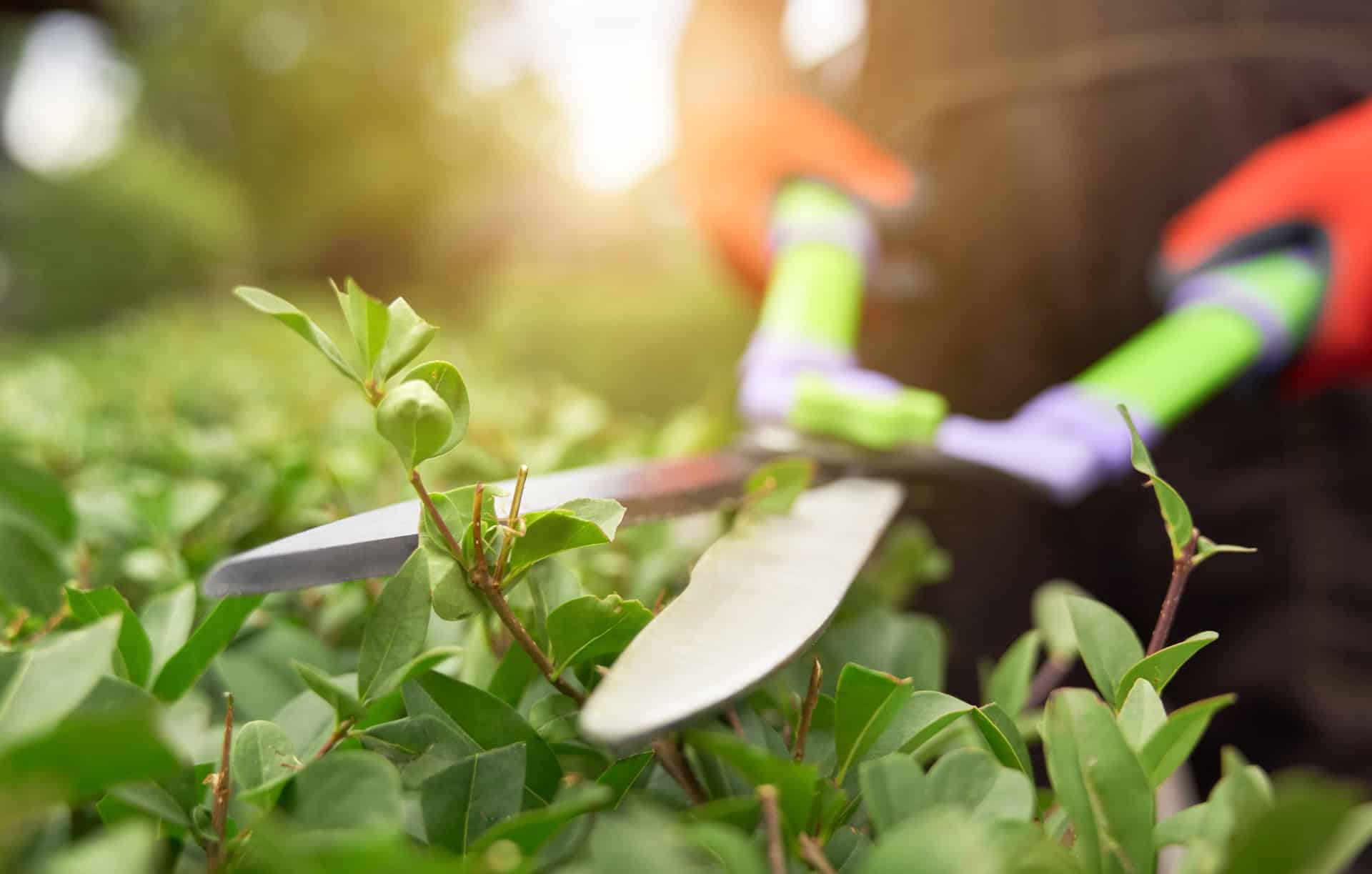 willis dienstleistungen reinigung bauhelfer rund ums haus willi machts rund ums haus gartenpflege 2